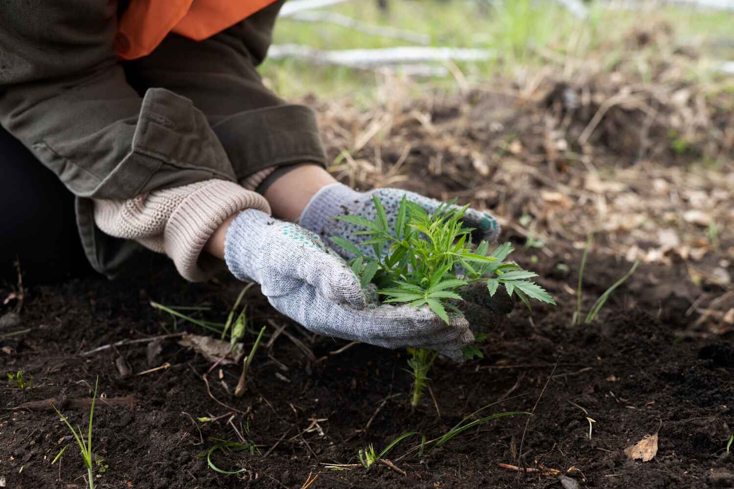 Trusted Athens, TN Tree Service Experts